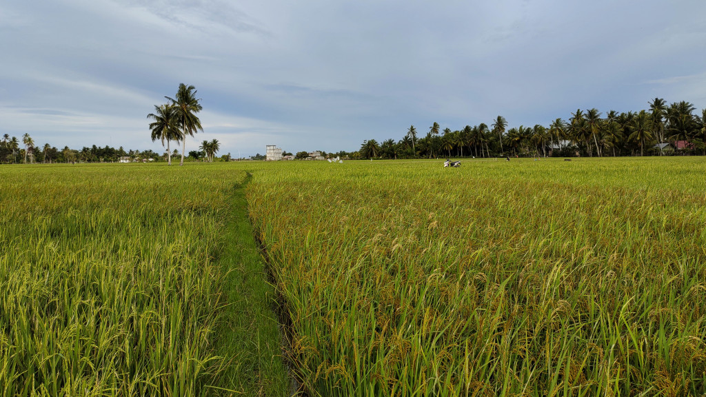 Mata Pencaharian masyarakat Matang Tunong umumnya petani sawah dengan luas lahan 40 Ha
